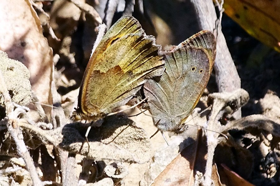 Maniola jurtina o nurag - cf. jurtina